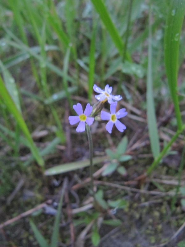 Изображение особи Primula stricta.