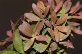 Abelia × grandiflora. Чашечки с четырьмя и пятью лепестками. Узбекистан, г. Ташкент, Мирзо-Улугбекский р-н, в городском озеленении, в культуре. 20.01.2022.