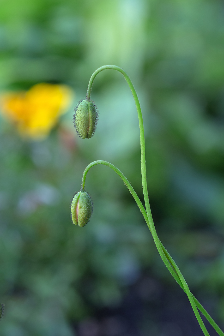 Image of genus Papaver specimen.