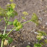 Smyrnium rotundifolium