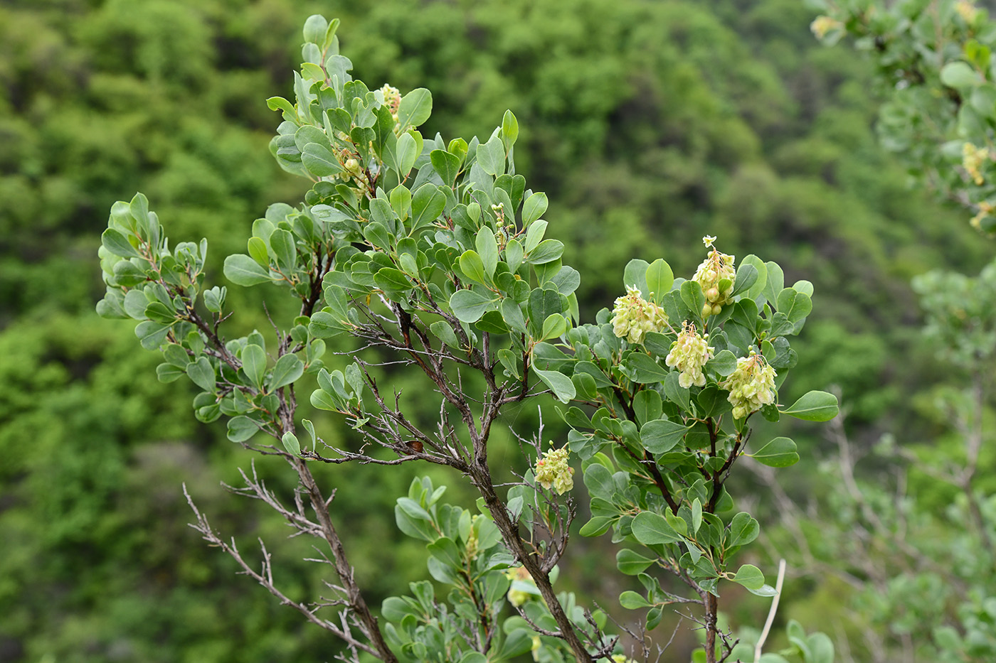 Изображение особи Atraphaxis pyrifolia.