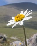 Anthemis saportana. Верхушка побега с соцветием. Кабардино-Балкария, Черекский р-н, окр. с/п Бабугент, северо-восточный склон горы Чегетджара, ≈ 2800 м н.у.м., альпийский луг. 28.07.2025.