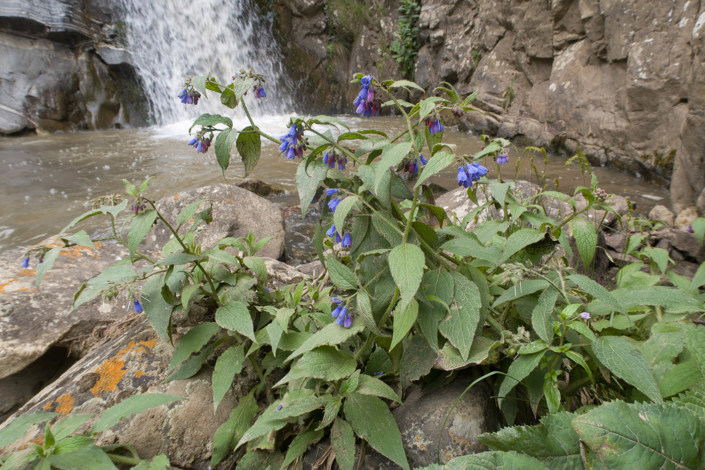 Image of Symphytum asperum specimen.