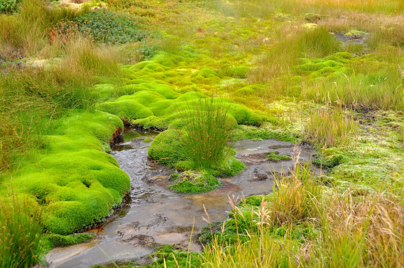 Image of genus Juncus specimen.
