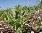 Pisum sativum. Верхушки развивающихся побегов. Краснодарский край, Крымский р-н, окр. хут. Гапоновский, гороховое поле. 01.05.2017.