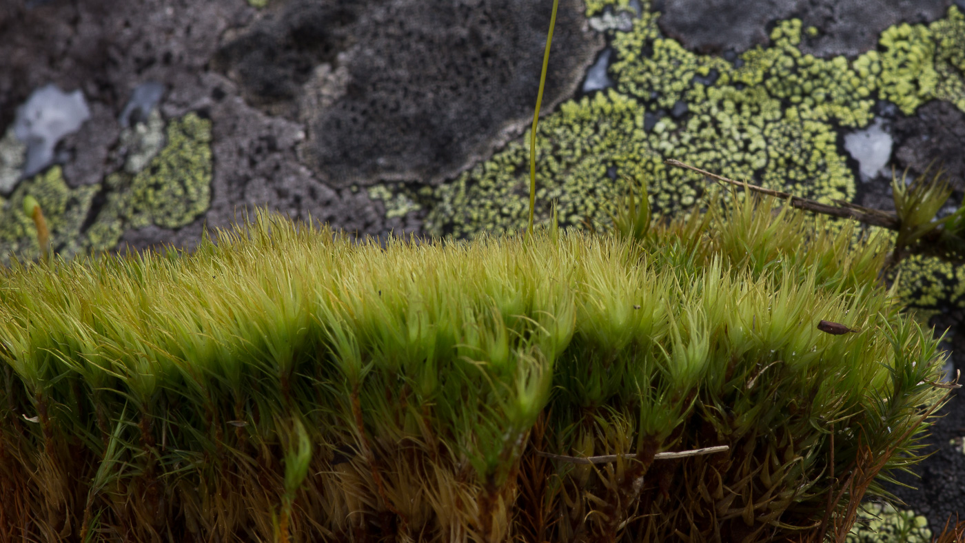 Image of Dicranum acutifolium specimen.