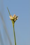 Rhynchospora alba. Верхушка побега с соцветием. Карелия, восточный берег оз. Топозеро, низинное болото вблизи песчаного пляжа. 30.07.2025.