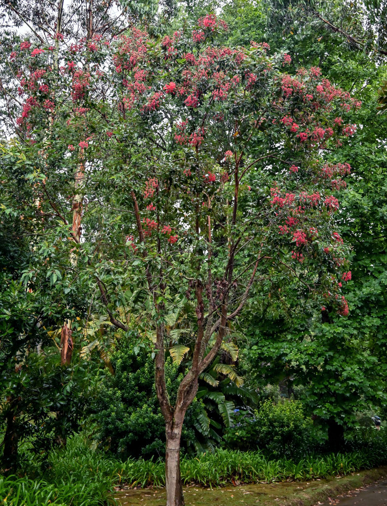 Image of Corymbia ficifolia specimen.