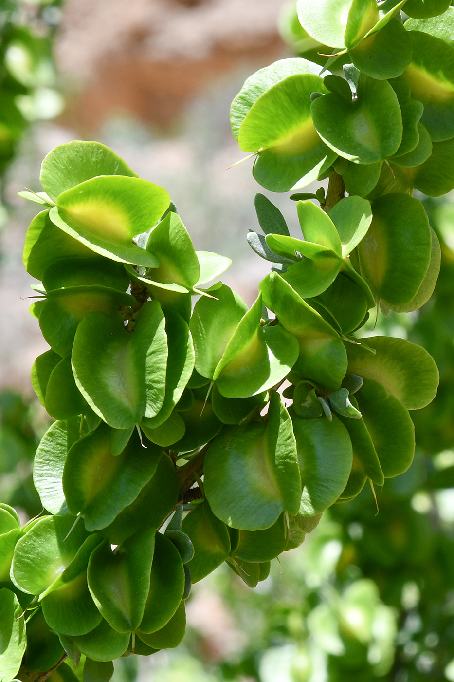 Image of Zygophyllum atriplicoides specimen.
