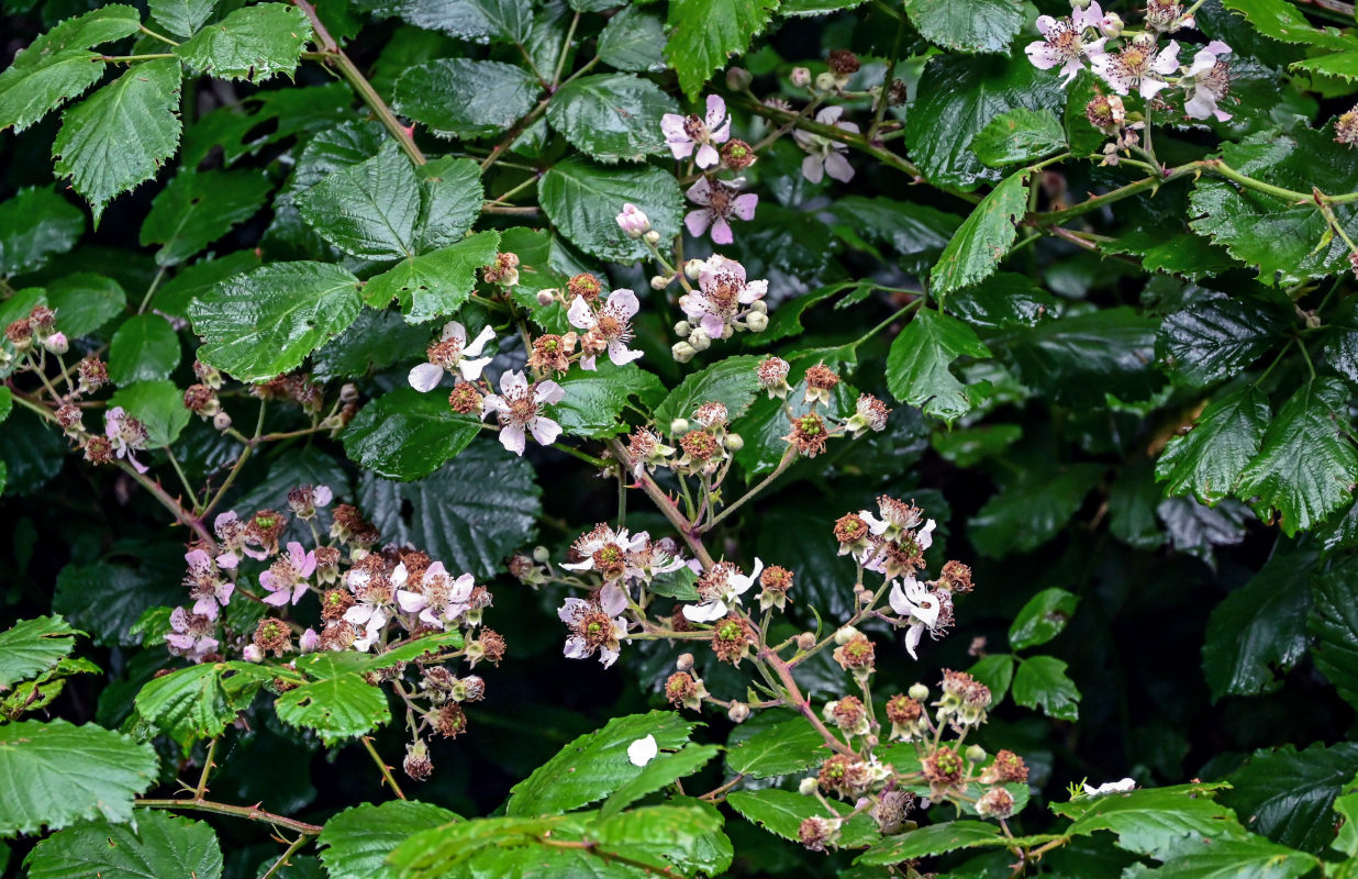 Image of Rubus ulmifolius specimen.