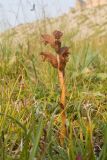 род Orobanche. Отцветшее растение. Карачаево-Черкесия, Малокарачаевский р-н, гора Малый Бермамыт, ≈ 2400 н.у.м., альпийский луг. 01.08.2025.