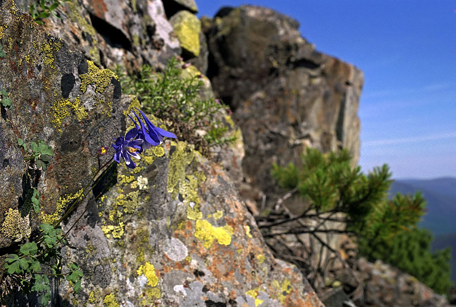 Image of Aquilegia turczaninovii specimen.