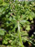 Galium aparine. Часть плодоносящего побега с мутовкой. Свердловская обл., окр. г. Североуральск, дачный участок. 10.08.2024.