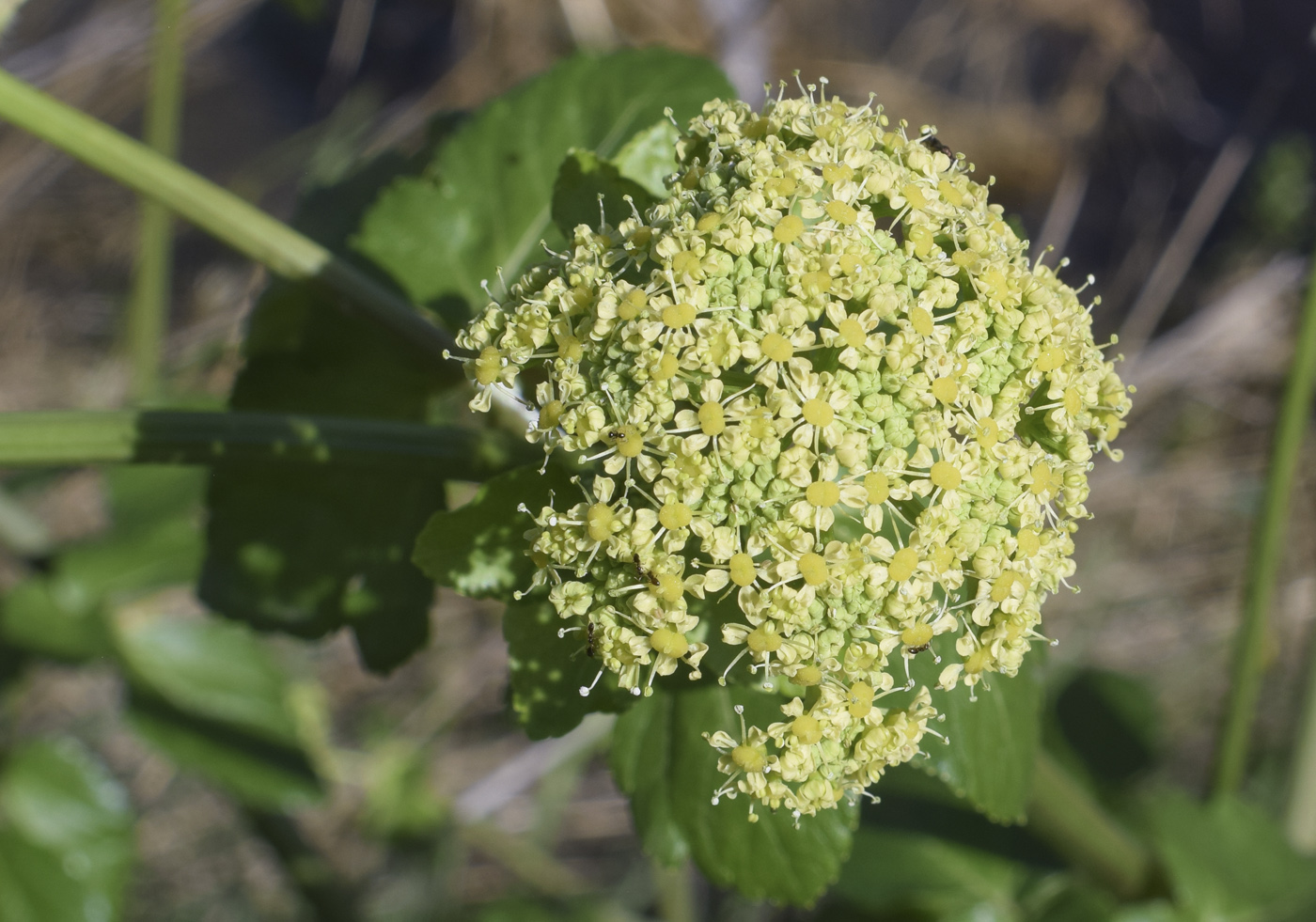 Image of Smyrnium olusatrum specimen.