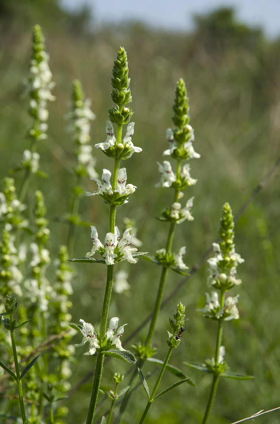 Image of Stachys recta specimen.