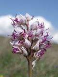 Orchis simia. Соцветие. Крым, окр. г. Феодосия, Лисья бухта, остепнённая терраса. 13 апреля 2026 г.