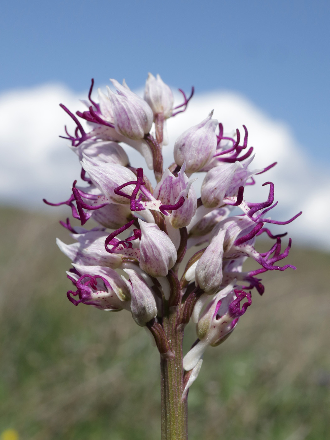 Изображение особи Orchis simia.