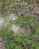 Crocus reticulatus. Плодоносящее растение. Краснодарский край, Крымский р-н, окр. станицы Неберджаевская, дол. р. Липки, пушистодубово-грабинниковый лес, задернованное скальное обнажение на месте старого заросшего карьера, на мергелевой крошке. 22.04.2026.