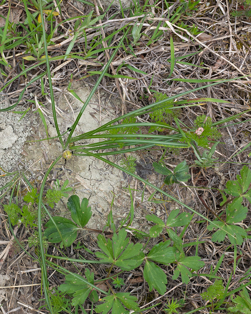 Изображение особи Crocus reticulatus.