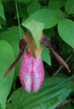 Cypripedium acaule. Цветок. Канада, пров. Новая Шотландия, муниципалитет Галифакс. 16.06.2023.