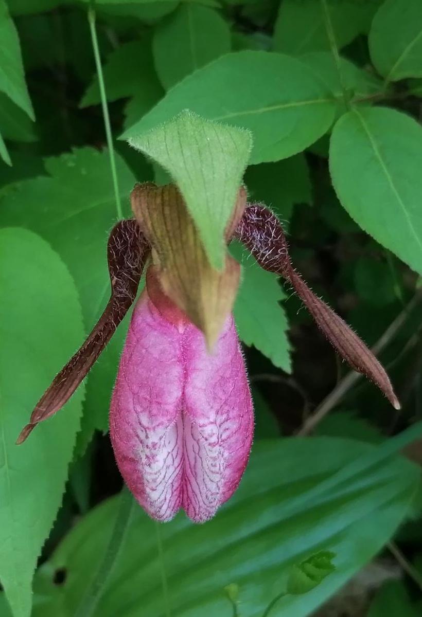 Image of Cypripedium acaule specimen.