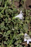 Campanula calaminthifolia