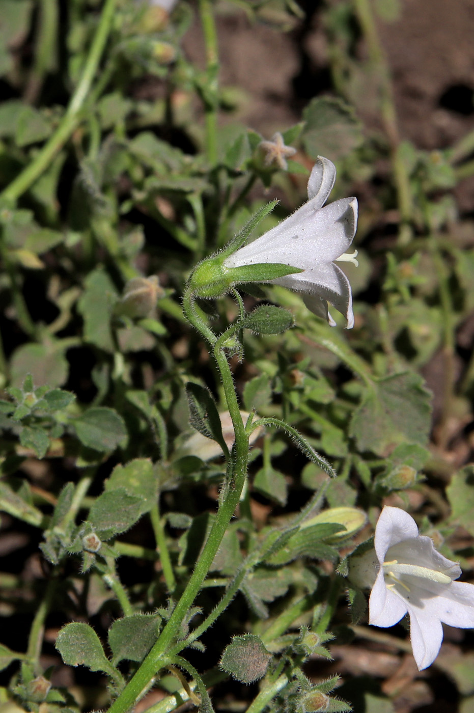 Изображение особи Campanula calaminthifolia.