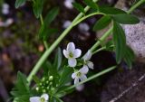род Cardamine. Цветки. Грузия, край Самцхе-Джавахети, Ахалцихский муниципалитет, 80 м от водопада Чанчкери, луг, берег ручейка. 10 июня 2026 г.