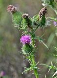 Cirsium vulgare