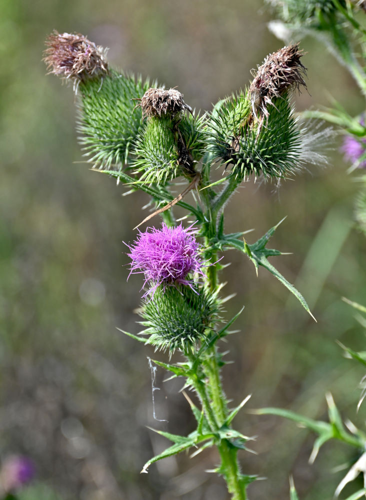 Изображение особи Cirsium vulgare.
