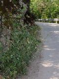 Torilis japonica. Цветущее и плодоносящее растение. Крым, Севастополь, Байдарская дол. 19.08.2026.