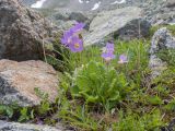 genus Primula. Цветущее растение. Кабардино-Балкария, Черекский р-н, дол. р. Туранашки, ≈ 2800 м н.у.м., морена, альпийский луг. 28.07.2026.