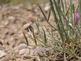 genus Astragalus. Прикорневые листья. Таджикистан, Согдийская обл., Айнинский р-н; Памиро-Алай, Фанские горы, подножье горы Сарытаг, ≈ 2440 м н.у.м., щебнистый склон. 27 июня 2026 г.