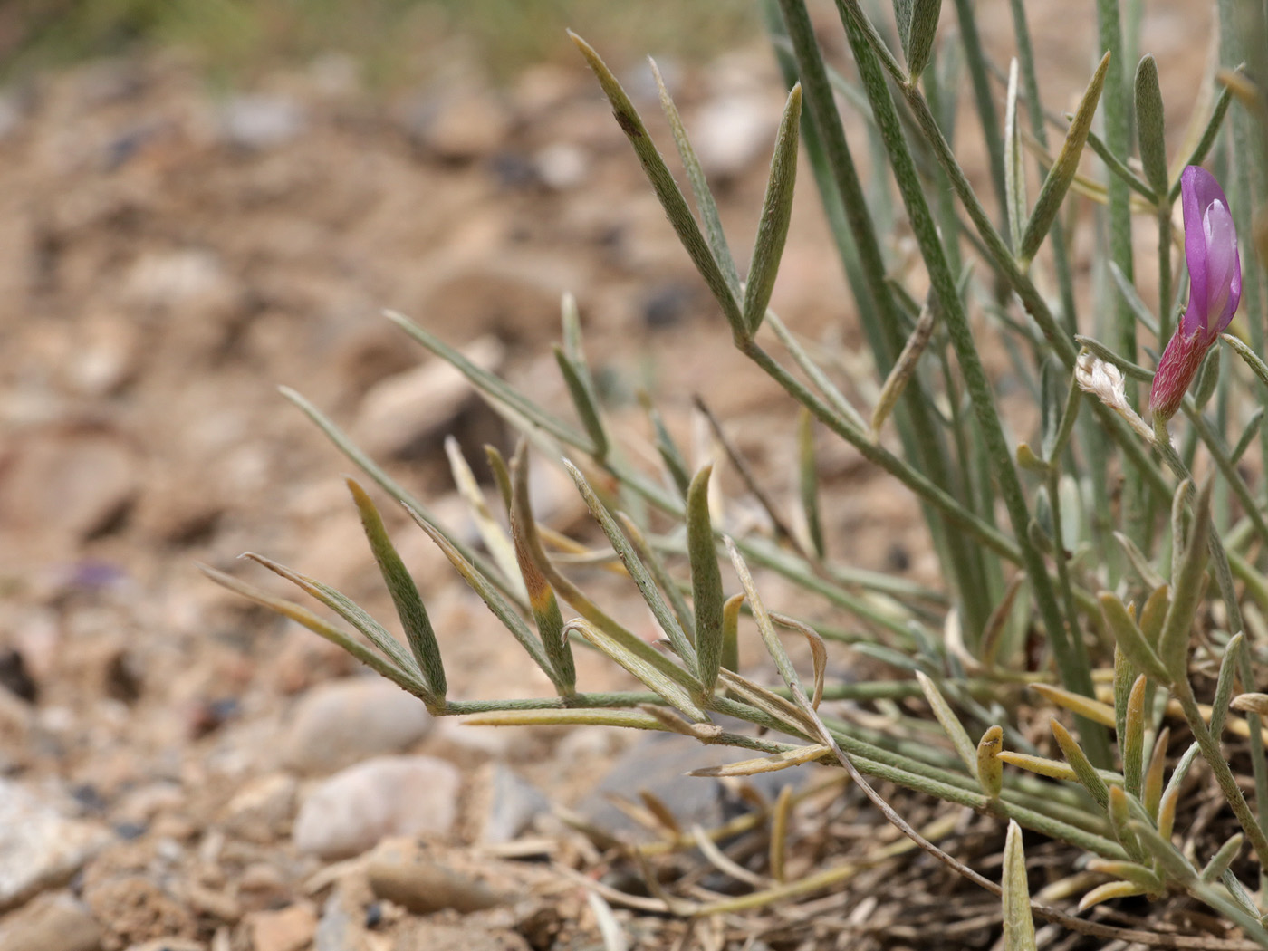 Image of genus Astragalus specimen.