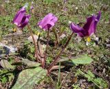 Erythronium sibiricum