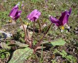 Erythronium sibiricum. Цветущее растение. Западная Сибирь, окр. Томска, лесная поляна в пихтаче. 1 мая 2011 г.