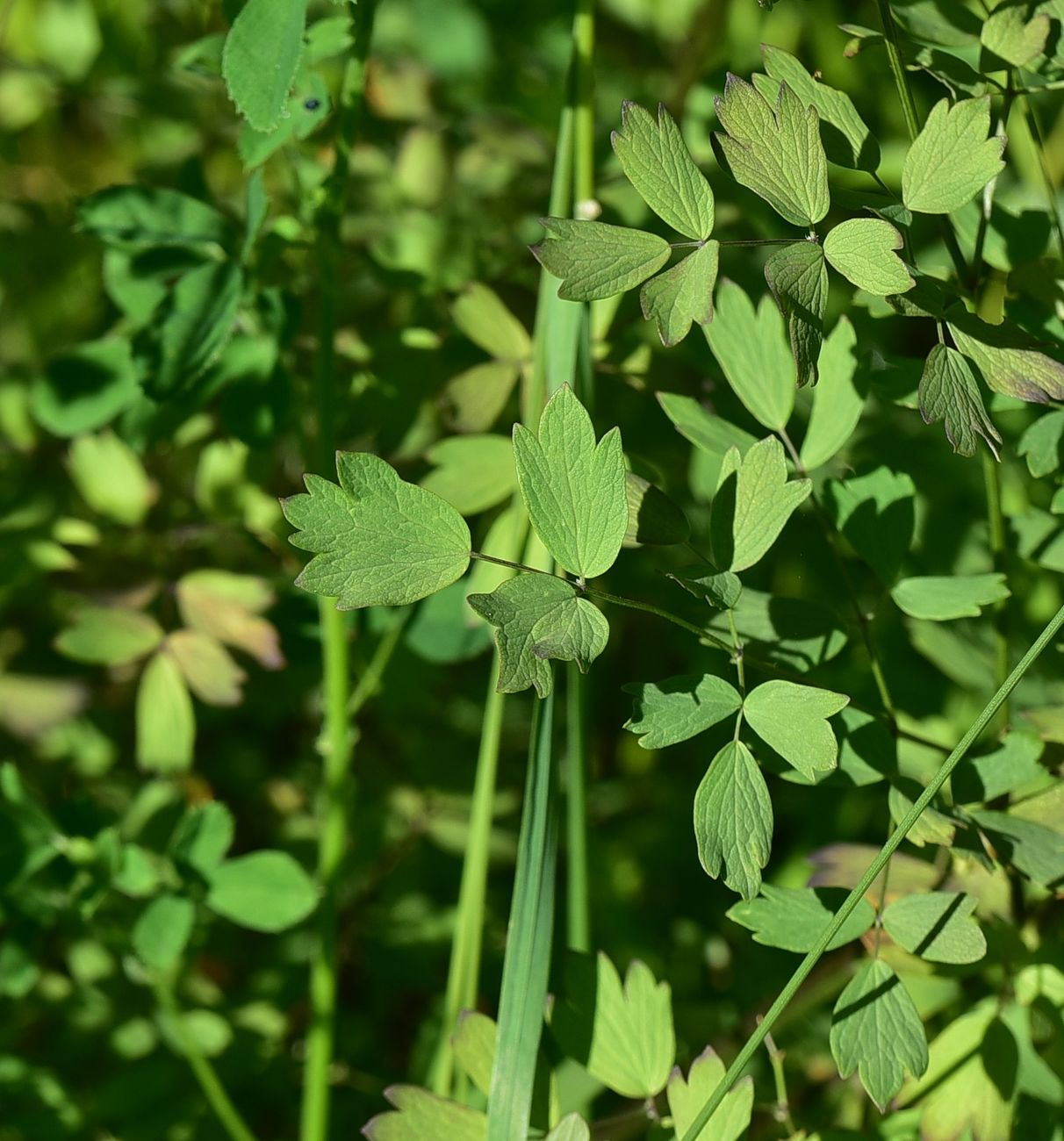 Image of Thalictrum simplex specimen.