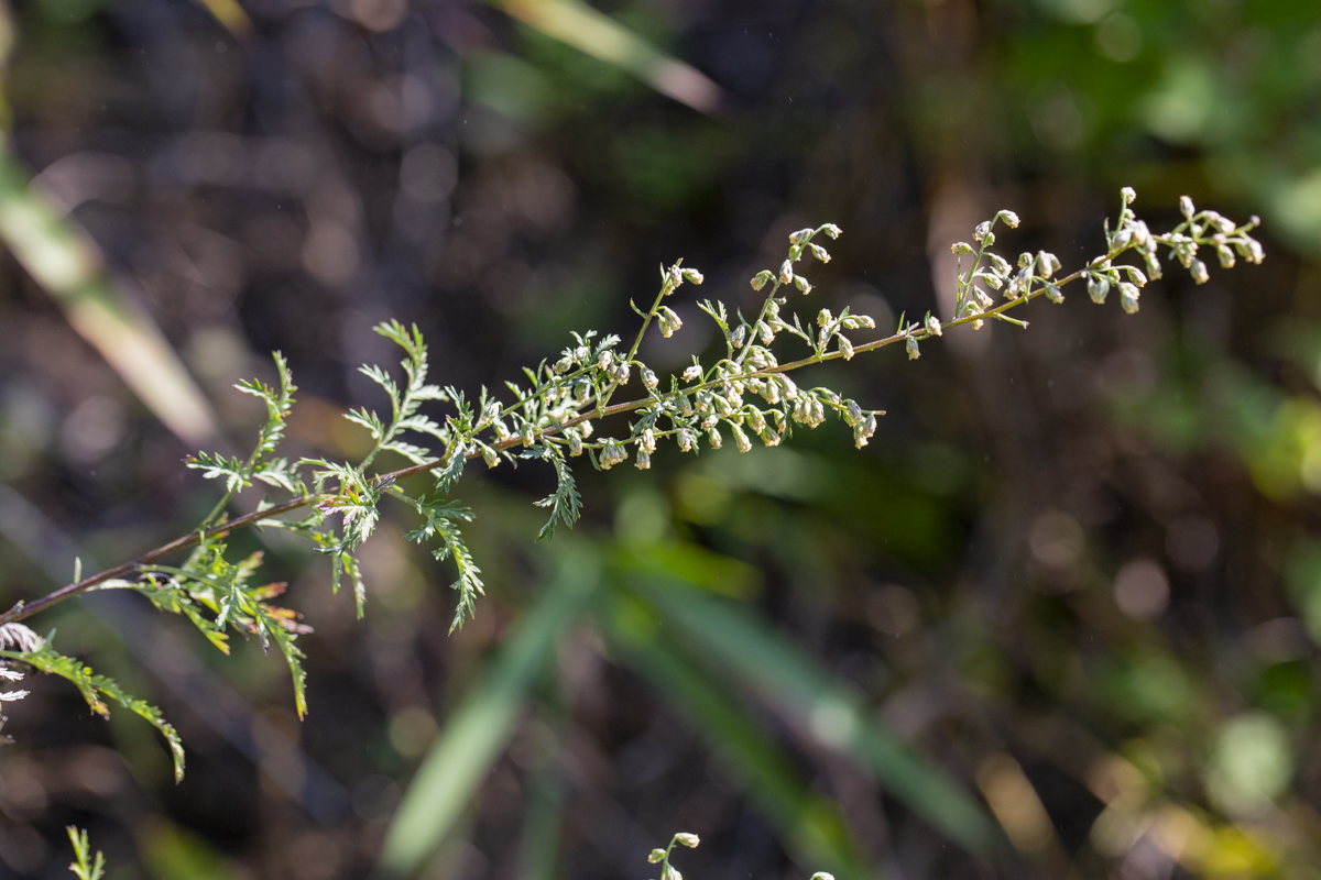Image of Artemisia freyniana specimen.