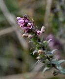 Odontites vulgaris. Верхушка соцветия. Московская обл., гор. округ Домодедово, низовья р. Пахра, луговой склон. 30.08.2026.