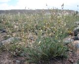 род Astragalus. Кыргызстан, Алайская дол., пойма р. Кызыл-Суу, окр. с. Джар-Баши, галечник. 10 VII 2024 г.