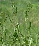 Sisymbrium volgense. Верхушка растения с нераспустившимися соцветиями. Чувашия, окр. г. Шумерля, Промзона. 24 мая 2011 г.