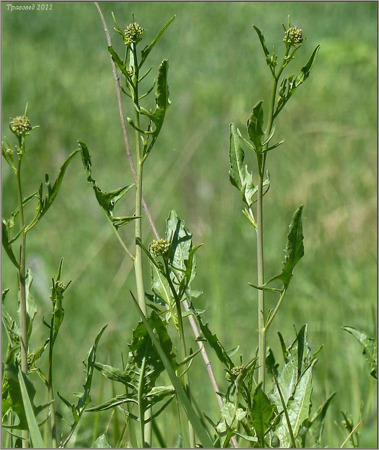 Image of Sisymbrium volgense specimen.