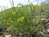 Ephedra distachya. Побеги с микростробилами. Татарстан, Бугульминский р-н. 11.06.2011.
