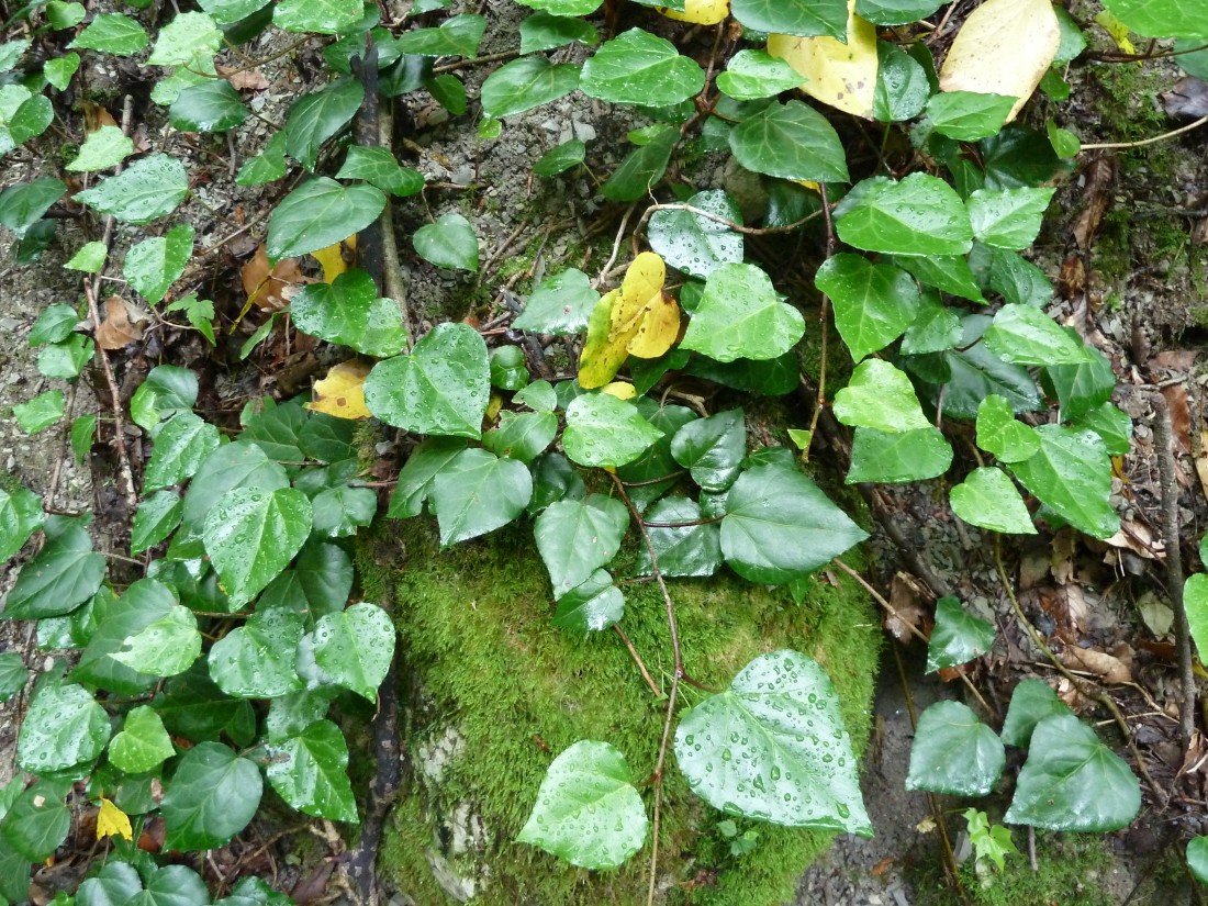 Image of Hedera colchica specimen.