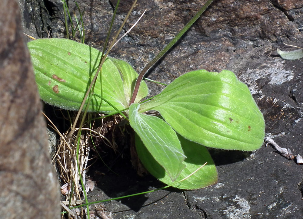 Изображение особи Plantago media.