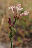 Asperula tenella