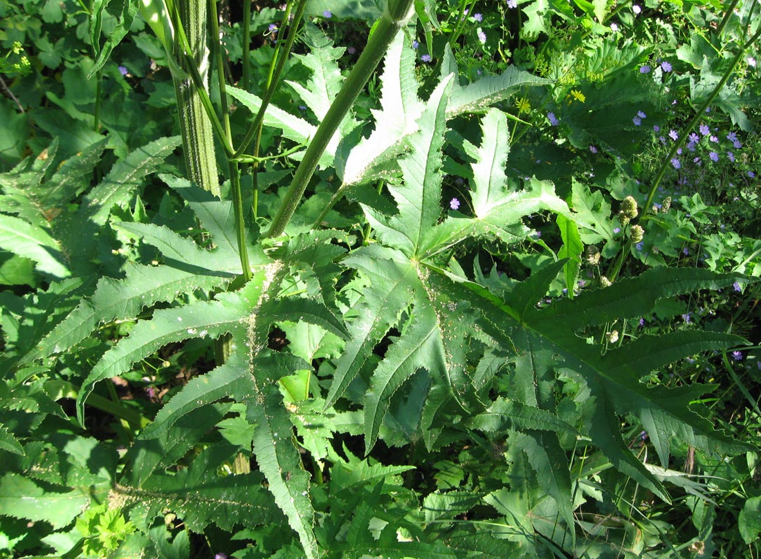 Изображение особи род Heracleum.