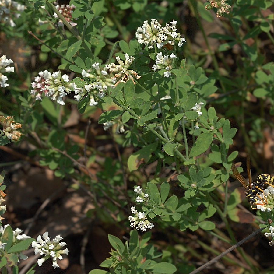 Image of Dorycnium herbaceum specimen.