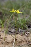 Gagea stipitata