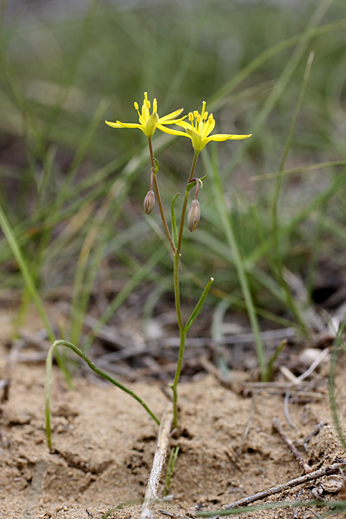 Image of Gagea stipitata specimen.